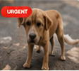Injured dog near Shah Alam park